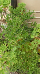 Rhoicissus tridentata tridentata