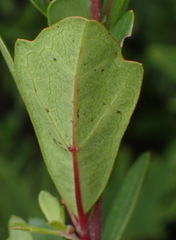 Rhoicissus tridentata tridentata
