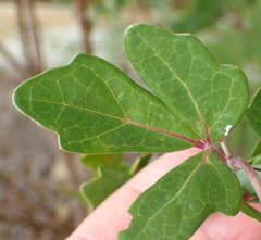 Rhoicissus tridentata tridentata