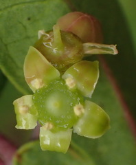 Rhoicissus tridentata tridentata