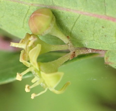 Rhoicissus tridentata tridentata