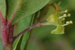 Rhoicissus tridentata tridentata