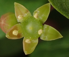 Rhoicissus tridentata tridentata