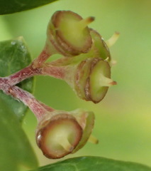 Rhoicissus tridentata tridentata