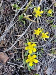 Ranunculus jovis