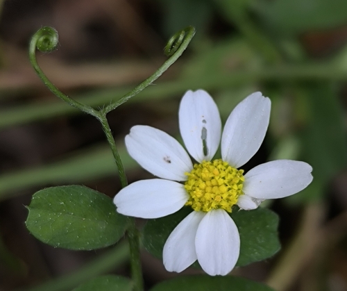 Anthemis chia