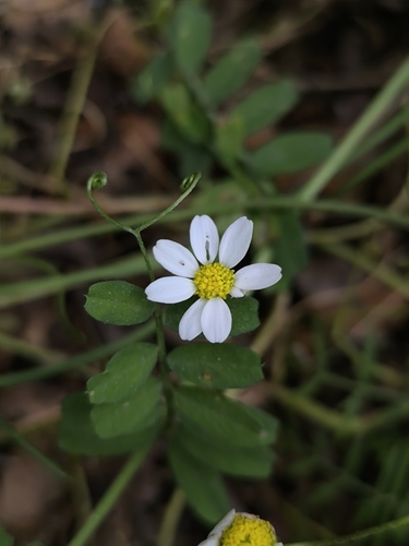 Anthemis chia, photograph 1