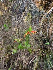 Erica grandiflora, photograph (c) André Deschodt, some rights reserved (CC BY)