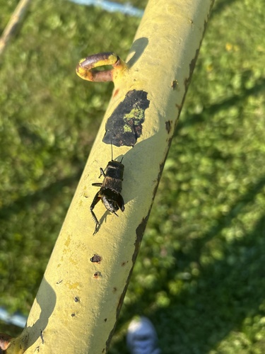 European Field Cricket