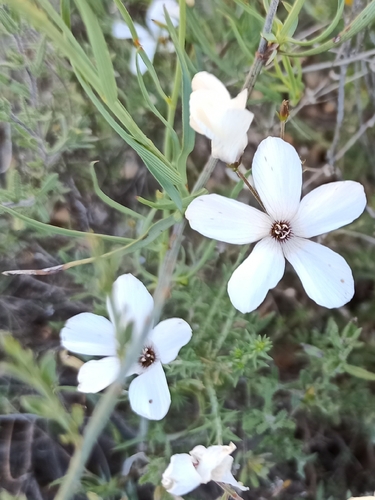 Linum suffruticosum, photograph 5