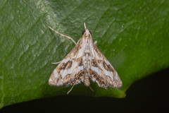 Paracataclysta fuscalis