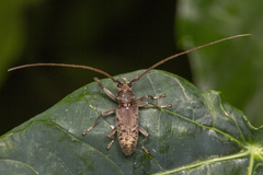 Acalolepta rusticatrix