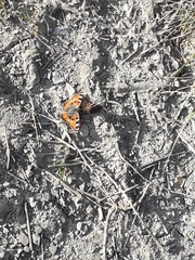 Aglais urticae