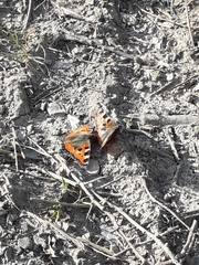 Aglais urticae