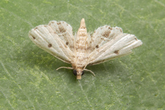 Sufetula