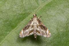 Paracataclysta fuscalis