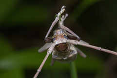 Acalolepta rusticatrix