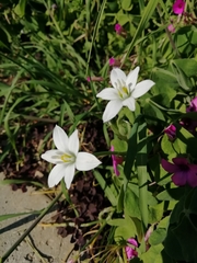 Ornithogalum umbellatum