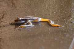 Hyperolius horstockii