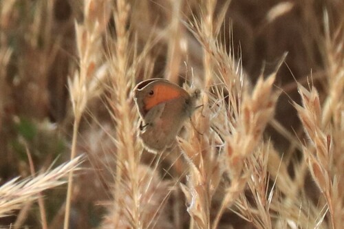 Small Heath