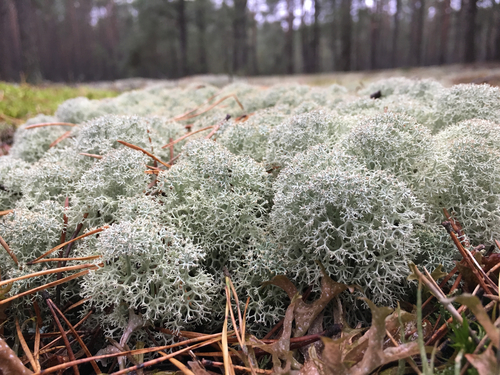 Star-tipped Reindeer Lichen
