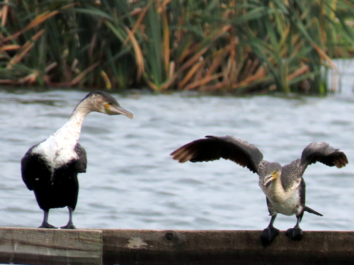 iNaturalist image