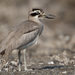 Great Thick-Knee - Photo (c) Tarique Sani, some rights reserved (CC BY-NC-SA)
