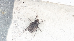 Philopedon plagiatum