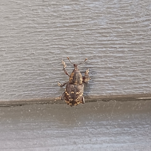 Large Pine Weevil
