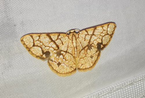 Heterostegane subtessellata