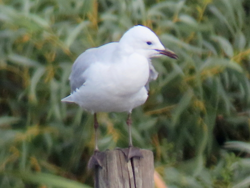 iNaturalist image