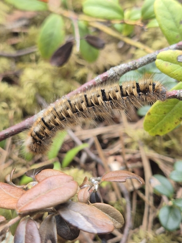 Oak Eggar