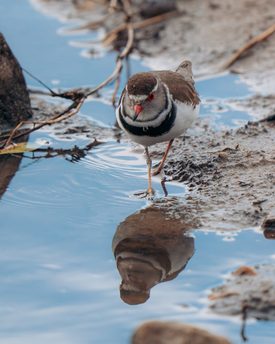 iNaturalist: (c) Jay Baumann, some rights reserved (CC BY-NC), uploaded by Jay Baumann iNaturalist image