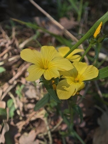 Linum campanulatum, photograph 5