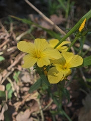 (c) Aubin NORMAND, some rights reserved (CC BY) Linum campanulatum, photograph (c) Aubin NORMAND, some rights reserved (CC BY)