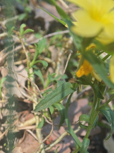 Linum campanulatum, photograph 6