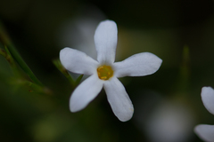 Lyperia