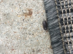 Armadillidium vulgare