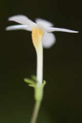 Lyperia