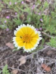Layia chrysanthemoides