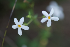 Lyperia