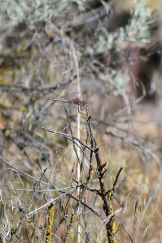 Variegated Meadowhawk