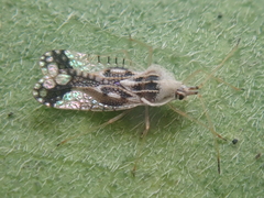 Gargaphia lunulata