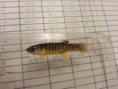 Fundulus luciae