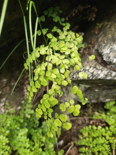 Adiantum venustum observed 2026-05-20
