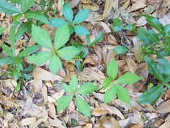 Parthenocissus quinquefolia image