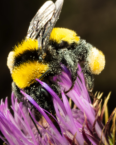 Sonoran Bumble Bee