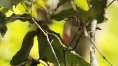 Vireo leucophrys