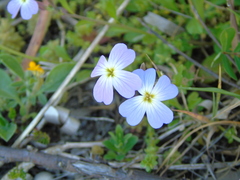 Malcolmia maritima