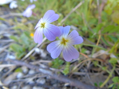 Malcolmia maritima